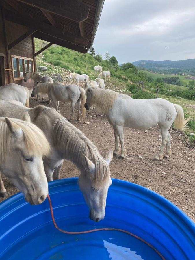 Chez Herve Le Chatelet La Chaux Neuve エクステリア 写真